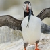 puffin_atlantic_msi_v_1792_can3127.jpg